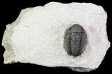 Bargain, Gerastos Trilobite Fossil - Morocco #69107-4
